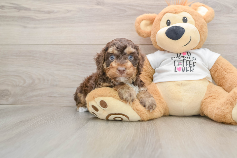 Smart Cockapoo Poodle Mix Pup
