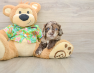 5 week old Cockapoo Puppy For Sale - Simply Southern Pups