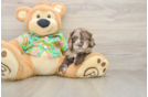 Hypoallergenic Cocker Doodle Poodle Mix Puppy