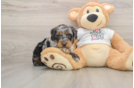 Cute Cockapoo Baby