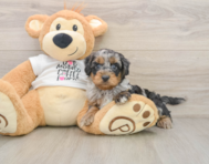 8 week old Cockapoo Puppy For Sale - Simply Southern Pups