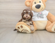 5 week old Cockapoo Puppy For Sale - Simply Southern Pups