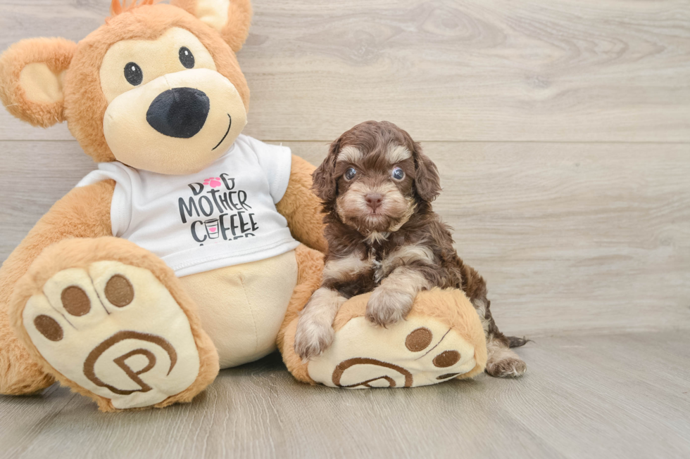 Cockapoo Pup Being Cute