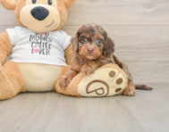 5 week old Cockapoo Puppy For Sale - Simply Southern Pups
