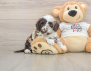 5 week old Cockapoo Puppy For Sale - Simply Southern Pups