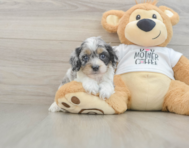 6 week old Cockapoo Puppy For Sale - Simply Southern Pups