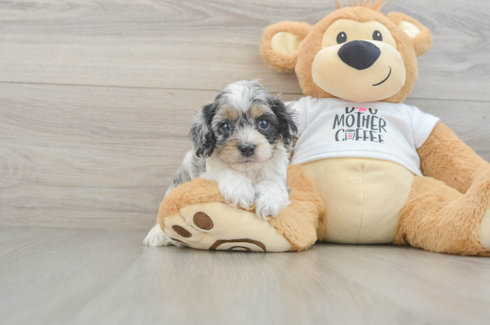 5 week old Cockapoo Puppy For Sale - Simply Southern Pups