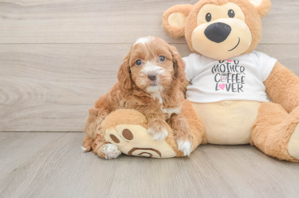 6 week old Cockapoo Puppy For Sale - Simply Southern Pups