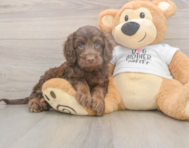6 week old Cockapoo Puppy For Sale - Simply Southern Pups