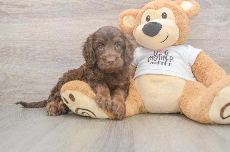 5 week old Cockapoo Puppy For Sale - Simply Southern Pups