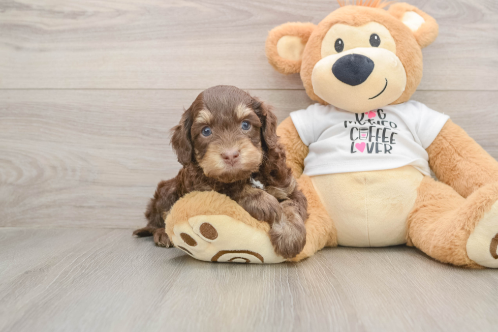 Cockapoo Puppy for Adoption