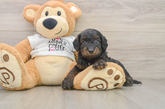 Cockapoo Puppy for Adoption