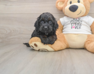 5 week old Cockapoo Puppy For Sale - Simply Southern Pups
