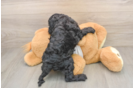 Cockapoo Pup Being Cute