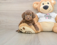5 week old Cockapoo Puppy For Sale - Simply Southern Pups