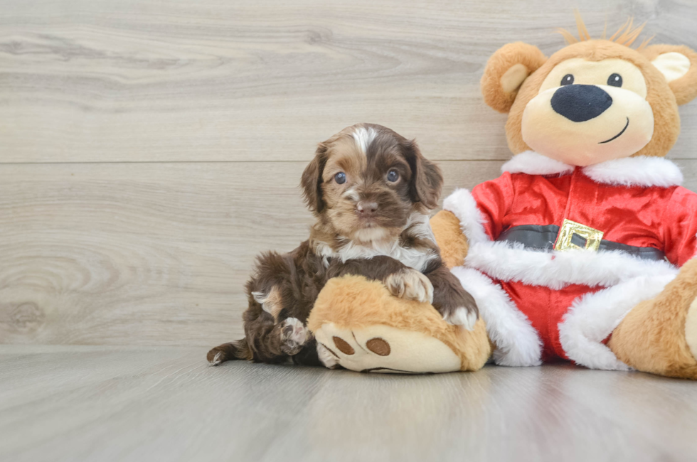 6 week old Cockapoo Puppy For Sale - Simply Southern Pups