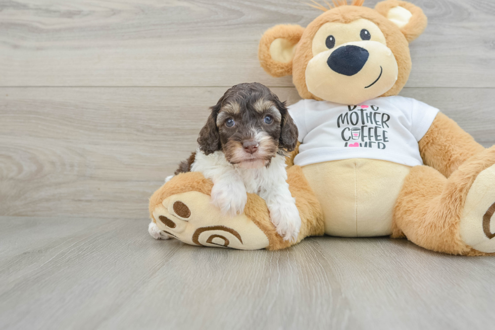 Fluffy Cockapoo Poodle Mix Pup