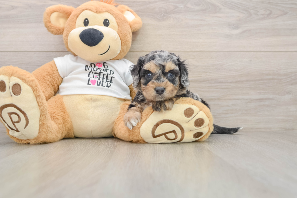 Cockapoo Pup Being Cute