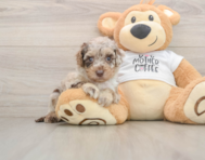 5 week old Cockapoo Puppy For Sale - Simply Southern Pups