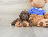 6 week old Cockapoo Puppy For Sale - Simply Southern Pups