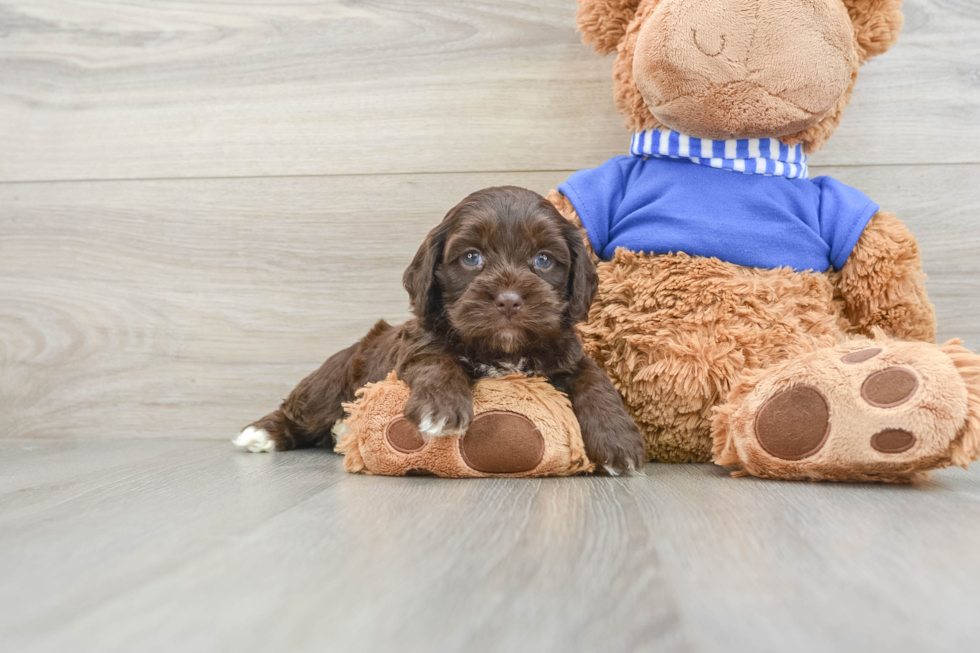 Funny Cockapoo Poodle Mix Pup