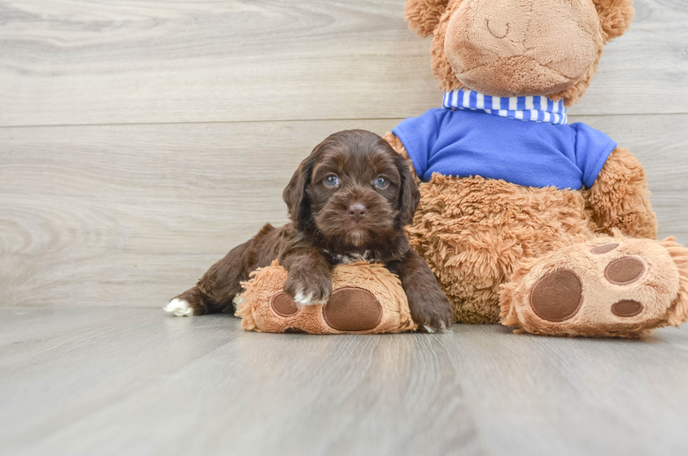 6 week old Cockapoo Puppy For Sale - Simply Southern Pups