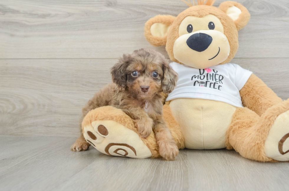 8 week old Cockapoo Puppy For Sale - Simply Southern Pups