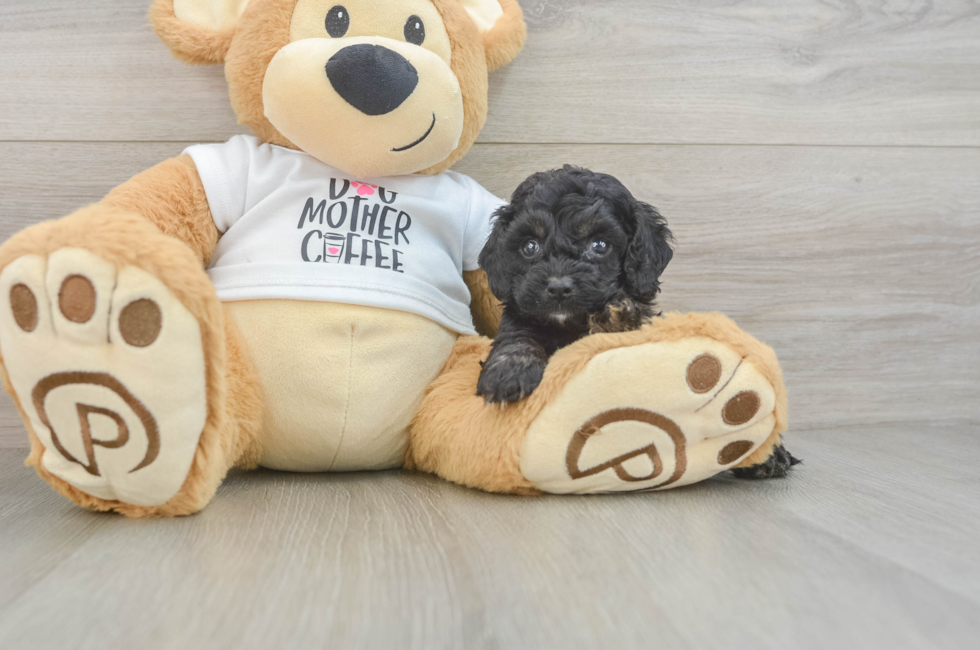 5 week old Cockapoo Puppy For Sale - Simply Southern Pups