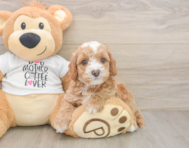 8 week old Cockapoo Puppy For Sale - Simply Southern Pups