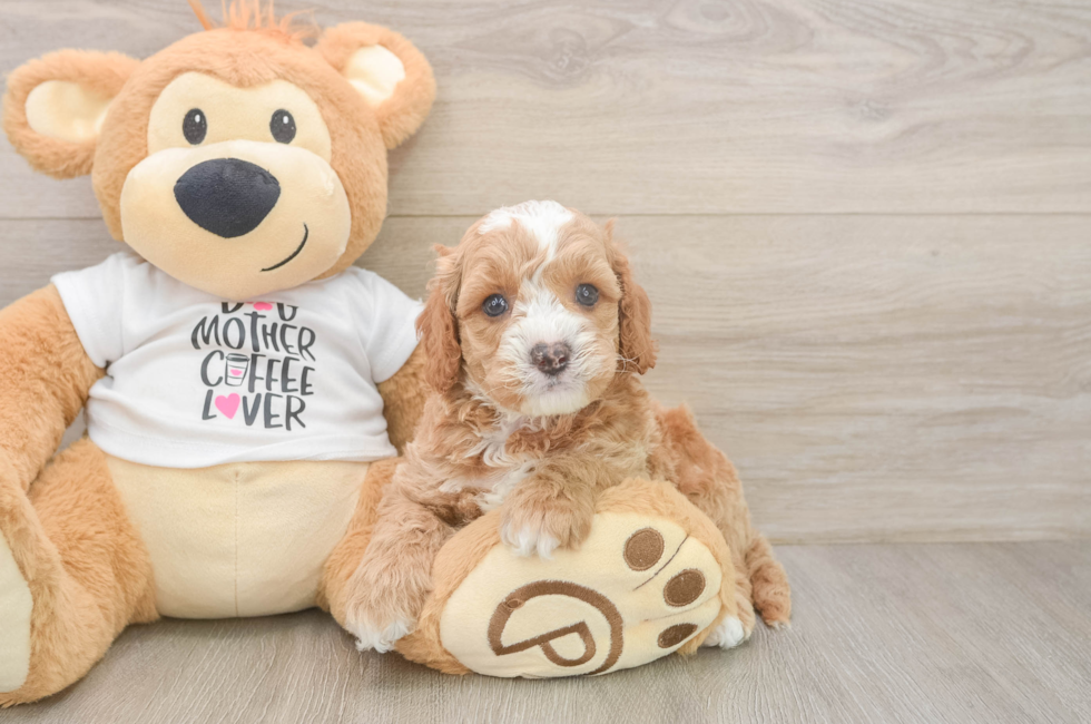 6 week old Cockapoo Puppy For Sale - Simply Southern Pups