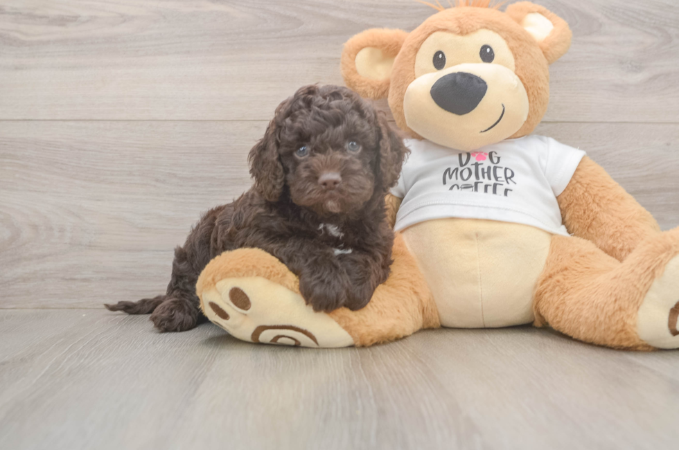 5 week old Cockapoo Puppy For Sale - Simply Southern Pups