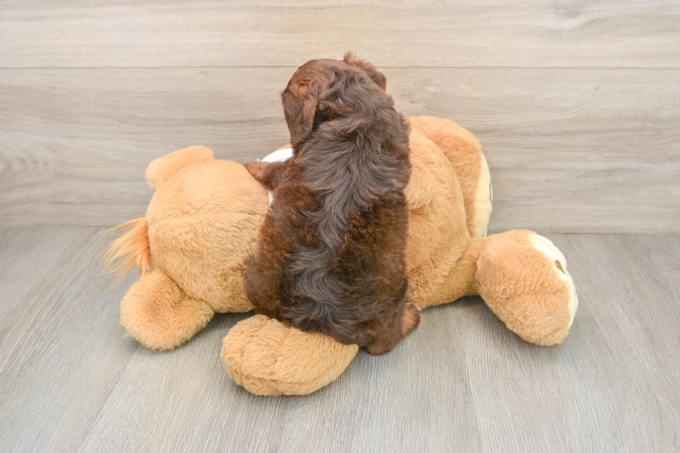 Small Cockapoo Baby