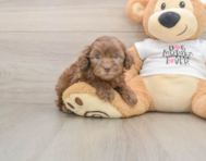 6 week old Cockapoo Puppy For Sale - Simply Southern Pups