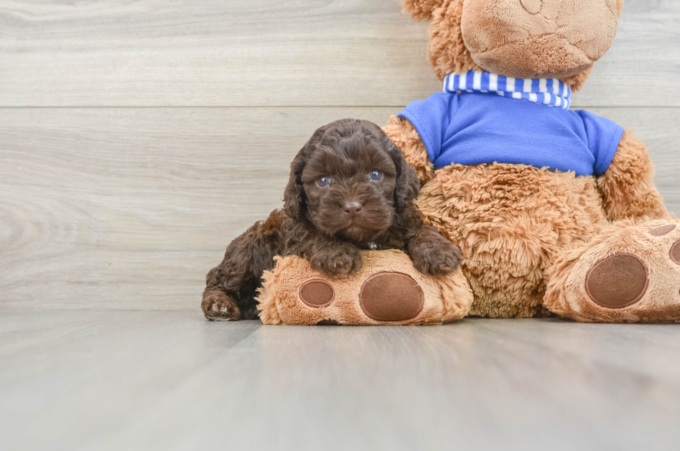 6 week old Cockapoo Puppy For Sale - Simply Southern Pups