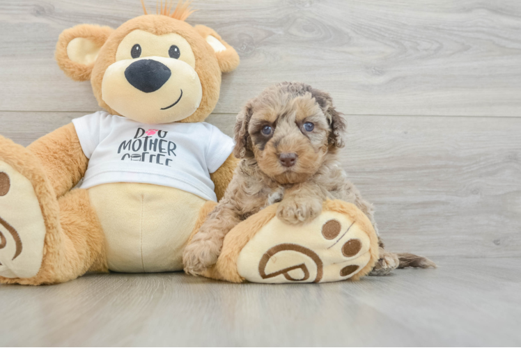 Friendly Cockapoo Baby