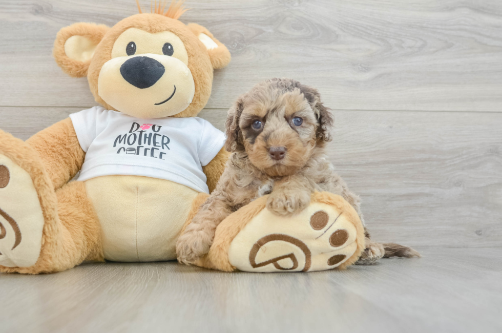 7 week old Cockapoo Puppy For Sale - Simply Southern Pups