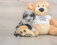 5 week old Cockapoo Puppy For Sale - Simply Southern Pups