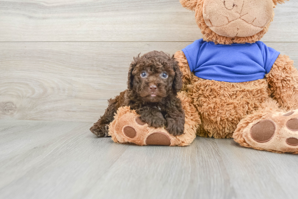 Best Cockapoo Baby