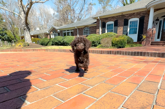 Cute Cockapoo Poodle Mix Pup