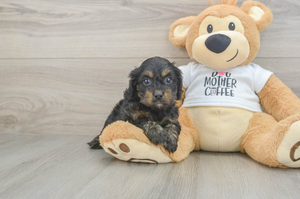 5 week old Cockapoo Puppy For Sale - Simply Southern Pups