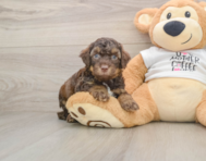 8 week old Cockapoo Puppy For Sale - Simply Southern Pups