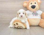 6 week old Cockapoo Puppy For Sale - Simply Southern Pups