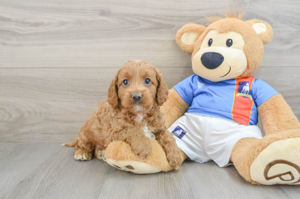 5 week old Cockapoo Puppy For Sale - Simply Southern Pups