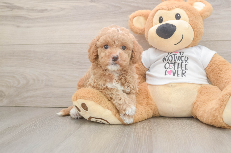 6 week old Cockapoo Puppy For Sale - Simply Southern Pups