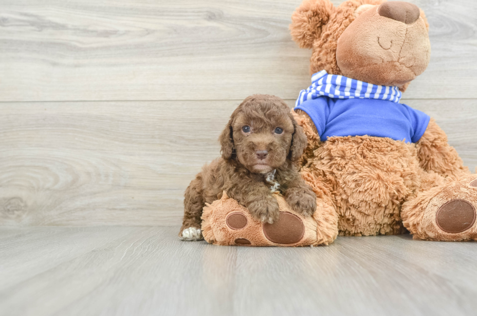 6 week old Cockapoo Puppy For Sale - Simply Southern Pups
