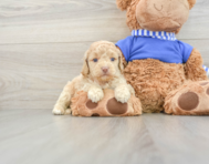 6 week old Cockapoo Puppy For Sale - Simply Southern Pups