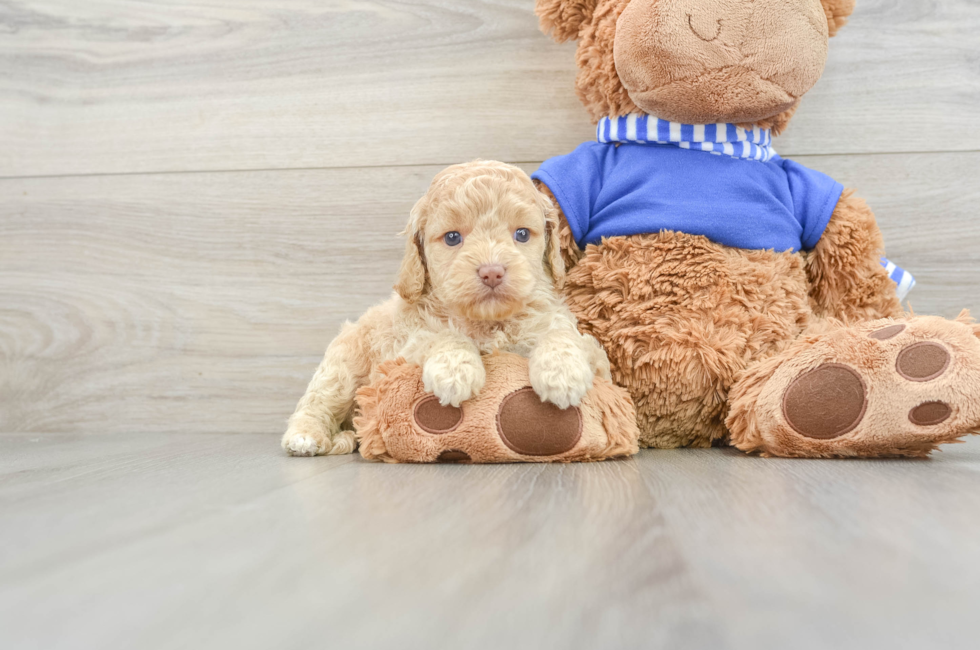 6 week old Cockapoo Puppy For Sale - Simply Southern Pups