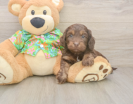 5 week old Cockapoo Puppy For Sale - Simply Southern Pups
