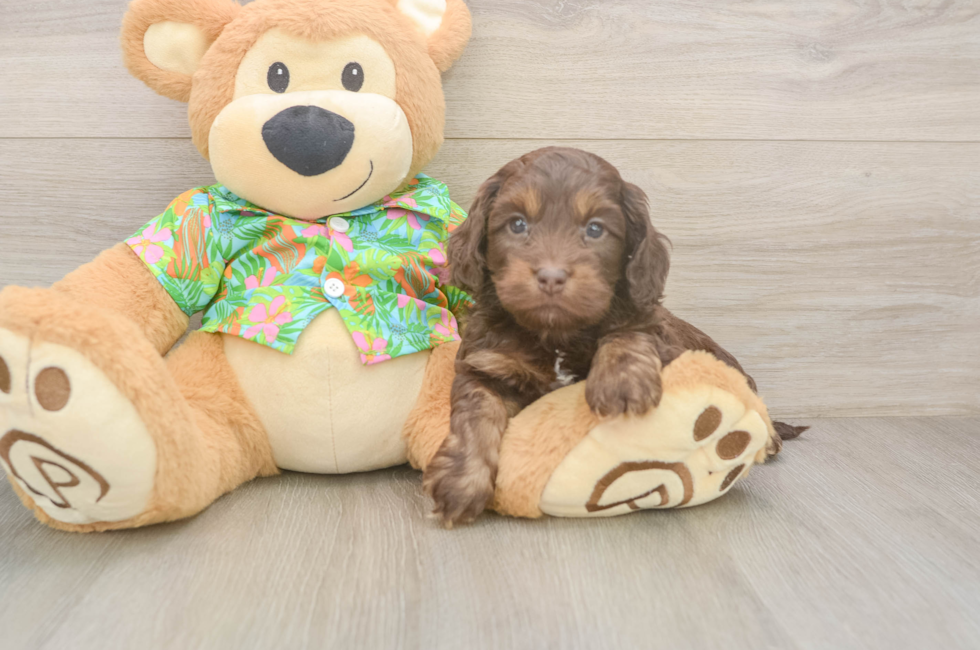 5 week old Cockapoo Puppy For Sale - Simply Southern Pups