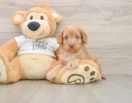 8 week old Cockapoo Puppy For Sale - Simply Southern Pups